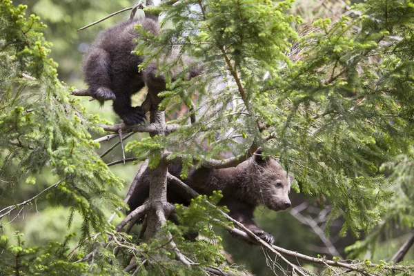 Urso Filhote Irmãos Uma Árvore Abeto Uma Floresta Olhando Para — Fotografia de Stock