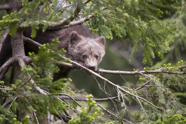 Urso Filhote Árvore Abeto Grosso Bitting Verde Ramo Dia Ensolarado — Fotografia de Stock