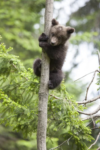 Brown Bear Cub Holding Tree Paws Green Forest Background Sunny Stock Photo