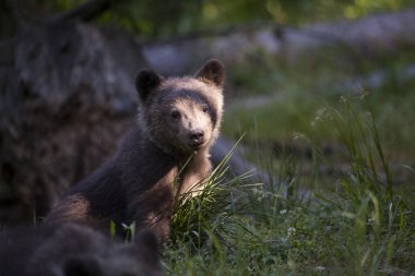 yeşil alan kamera bakıyor yüzü parlak ışık ile yavru ayı
