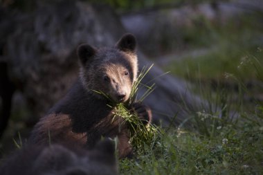 ayı yavrusu bebek güneşli günde pençe yeşil alanda çim holding
