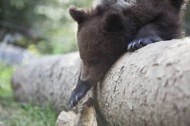 bebek ayı Ladin ağacı dalı ile parlak güneş için yaz günü ulaşan üzerinde