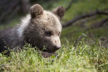 boz ayı yavrusu portre yeşil çim arka plan ile zeminde parlak güneşin altında