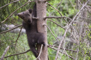 ağaç geri arıyor yavru ayı ağacında yeşil çam ormanından tırmandım