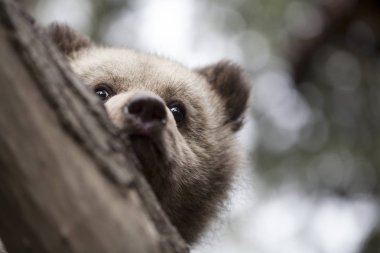 bebek ayı portre yarım yüz kuru ağaç dalı ile açık adam arkasında
