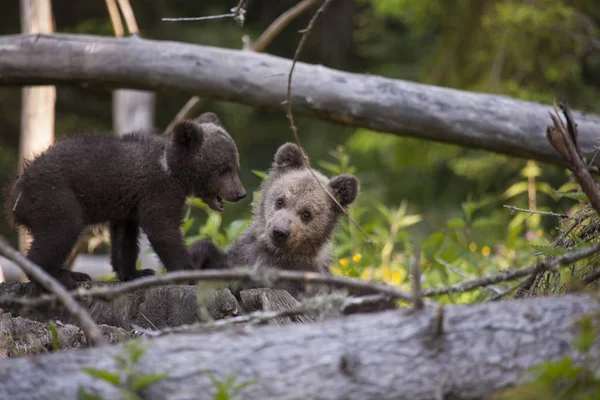 Oso Cachorro Hermano Hermanos Espeso Bosque Verde Divertirse Mirando Cámara —  Fotos de Stock