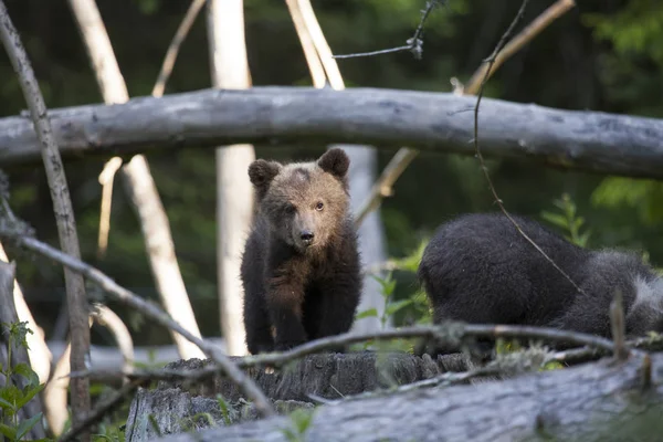 Kamera ayakta kuru dalları kalın yeşil çam ormanı içinde ağaç saplama üzerinde bakarak yavru ayı