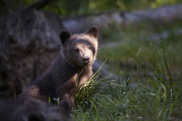 yeşil alan kamera bakıyor yüzü parlak ışık ile yavru ayı