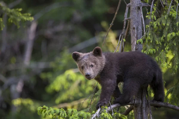 Urso Filhote Subiu Árvore Abeto Dia Ensolarado Brilhante Olhando Para — Fotografia de Stock