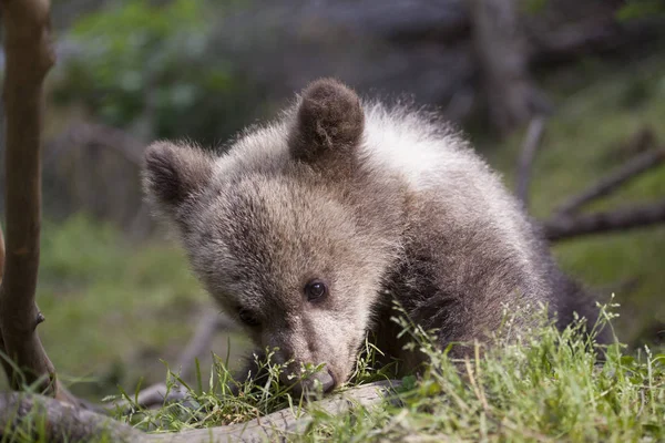 ayı yavrusu portrarit güneşli yeşil çim arka plan baş tutmuyor