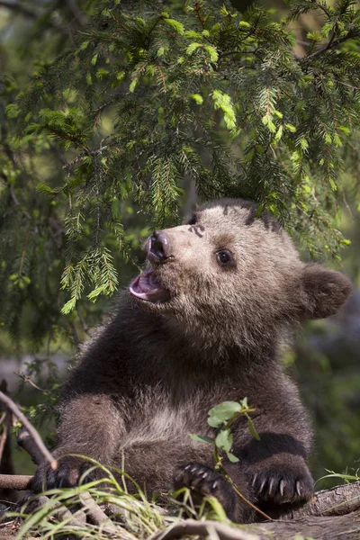 Urso Filhote Sentado Sob Ramo Árvore Abeto Com Folhas Felizes — Fotografia de Stock