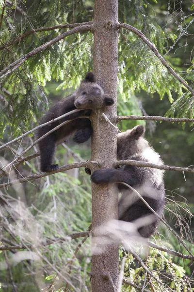 Dois Irmãos Urso Filhote Árvore Descansando Cabeça Ramo Abeto Verde — Fotografia de Stock