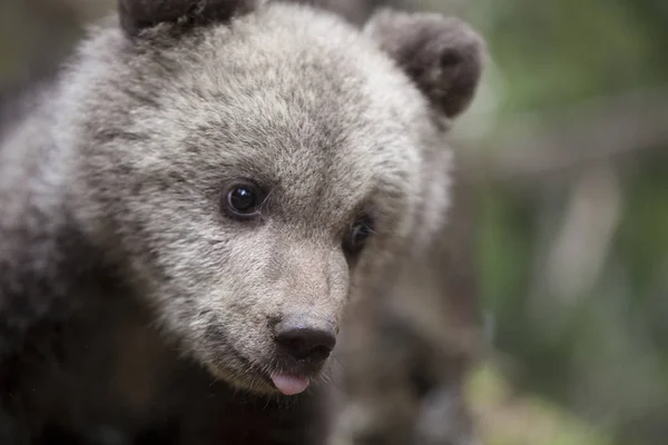 Adorable Baby Bear Cub Holding Tongue Out Close Looking Awaywith — Stock Photo, Image