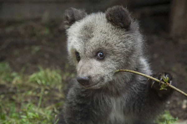 Bebê Urso Retrato Segurando Planta Ramo Lookig Para Câmera Close — Fotografia de Stock