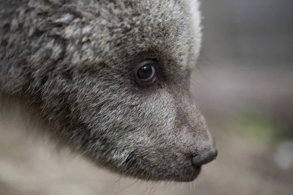 Adorável Bebê Urso Filhote Retrato Close Macro Lado — Fotografia de Stock