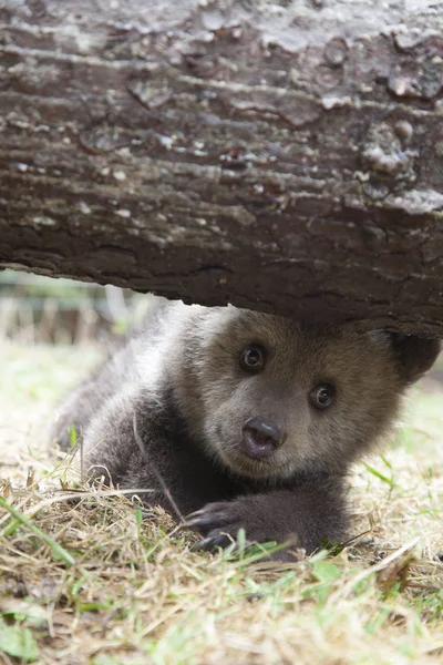 Urso Filhote Bebê Sob Árvore Retrato Grama Verde Com Brilhante — Fotografia de Stock