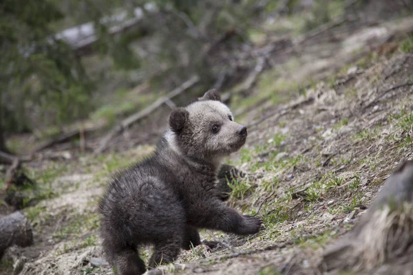 小熊幼崽独自在绿色森林地板上的地面上转转 — 图库照片