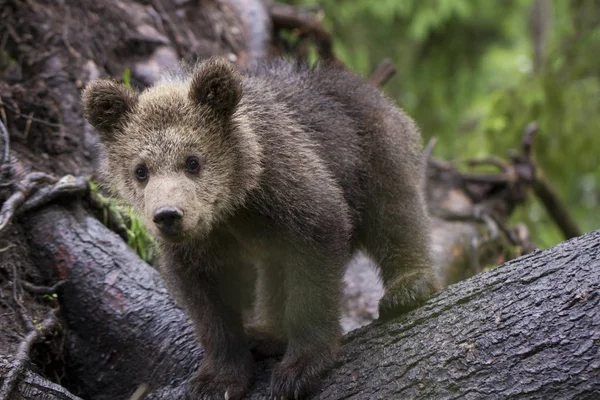 Bebê Urso Marrom Filhote Árvore Caída Com Raízes Para Cima — Fotografia de Stock