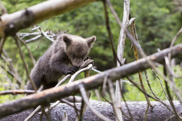 Baby Bear Cub Tät Skog Bita Torr Gren Tittar Kameran — Stockfoto