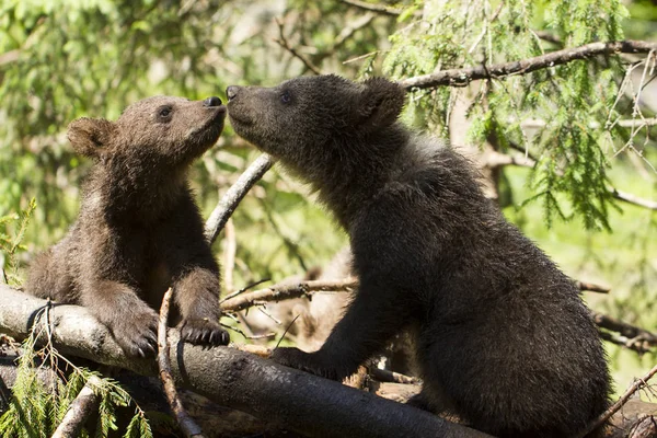 Schattig Schattige Beer Cub Broers Close Boom Neus Aanraken Heldere — Stockfoto