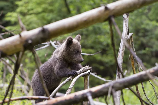 Brun Baby Bear Cub Tät Skog Med Gröna Klar Bakgrund — Stockfoto