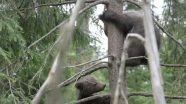 Yeşil ormanda çayırda oynayan kahverengi ayı yavrusu..