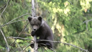 Yeşil ormanda çayırda oynayan kahverengi ayı yavrusu..