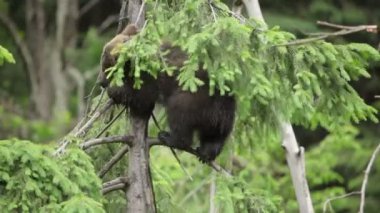 Yeşil ormanda çayırda oynayan kahverengi ayı yavrusu..