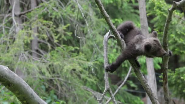 ブラウンクマの赤ちゃんキューブ 緑の森で遊ぶ メドウで遊ぶ — ストック動画