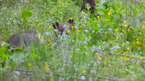 Cucciolo Orso Bruno Nella Foresta Verde Che Gioca Sul Prato — Video Stock