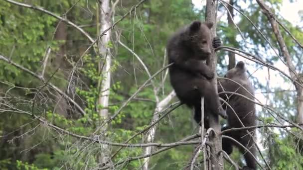 ブラウンクマの赤ちゃんキューブ 緑の森で遊ぶ メドウで遊ぶ — ストック動画