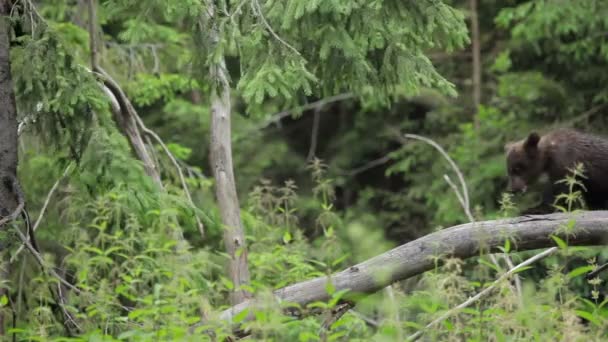 Bebê Urso Marrom Filhote Floresta Verde Jogando Prado — Vídeo de Stock