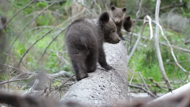 Brown Bear Baby Cub Green Forest Playing Meadow — Stock Video