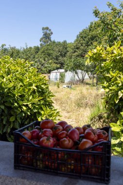 Bir evin önündeki masada bir sepet domates duruyor. Sepet olgun kırmızı domateslerle dolu ve manzara huzurlu ve huzurlu.