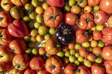 Farklı boylarda ve renklerde domatesler. Bolluk ve çeşitlilik kavramı