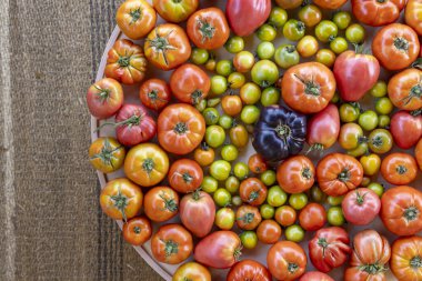 Büyük bir tabak domates ve yeşil domates. Tabak farklı renk ve boyutlarda domateslerle dolu.