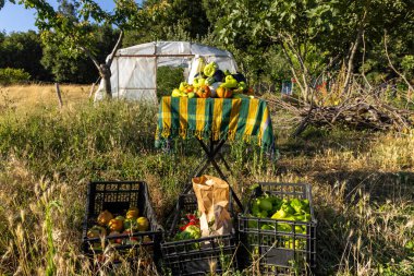 Yeşil ve sarı masa örtülü bir masa meyve ve sebze sepetleriyle dolu bir tarlaya kurulur.