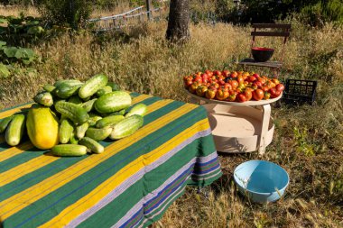 Salatalık, domates ve kabak gibi çeşitli sebze ve meyvelerle dolu bir masa. Masa yakınlarda bir sandalyeyle bir tarlaya kurulmuş. Taze ve bereketli bir meyve gibi.