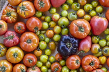 Bir kasede çeşitli domates ve yeşil domatesler sergilenir. Kase kırmızı, yeşil ve siyah da dahil olmak üzere farklı renkli domateslerle doludur. Domateslerin düzenlenmesi canlı bir şey yaratır.