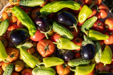 Domates, salatalık ve biber gibi çeşitli sebzeler bir araya toplanır. Bereket ve tazelik kavramı. Sebzeler üst üste yığılmış ve birbirine yakın.