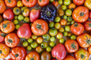 Pek çok farklı renkte domateslerin yakın çekimi. Çeşitli şekil ve boyutlarda sayısız domates olduğu için bolluk ve çeşitlilik kavramı. Domateslerin renkleri parlak kırmızı ile yeşil arasında değişir.