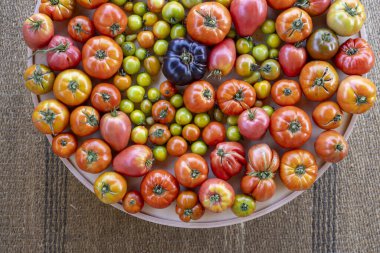 Büyük bir tabak domates ve yeşil domates. Tabak farklı renk ve boyutlarda domateslerle dolu.