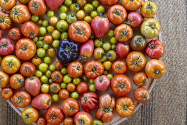 Bir tabak çeşit domates ve yeşil domates. Tabak farklı renk ve boyutlarda domateslerle dolu.