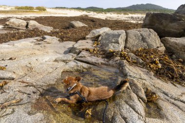 Bir köpek kayaların yakınındaki bir su kütlesinde oynuyor. Su bulanık ve kayalar büyük.