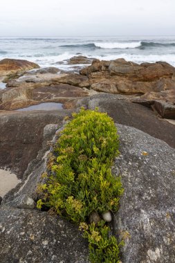 Yeşil bitkilerle kaplı bir kaya sahilde oturur. Bitkiler kayalardaki bir çatlaktan büyüyorlar ve sahil kayalık ve kayalık.
