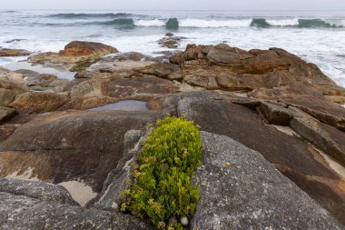 Okyanus yakınlarındaki bir kayanın üzerinde küçük bir bitki büyüyor. Kaya büyüktür ve bitki küçüktür ama kayalık bir bölgede büyümektedir. Okyanus arka planda.