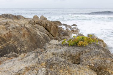 Okyanus yakınlarındaki bir kayanın üzerinde küçük bir bitki büyüyor. Kaya büyük ve gridir ve arka planda okyanus vardır. Huzurlu ve huzurlu bir sahne.