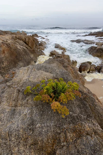 Okyanus yakınlarındaki bir kayanın üzerinde küçük bir bitki büyüyor. Kaya yosunla kaplı ve pürüzlü bir dokusu var. Okyanus arka planda ve dalgalar kayalara çarpıyor.