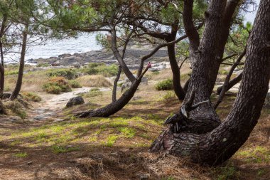 Barona, İspanya, 15 Eylül 2025: Arka planda su kütlesi olan bir orman. Ağaçlar uzun ve çarpık bir görünüşleri var..