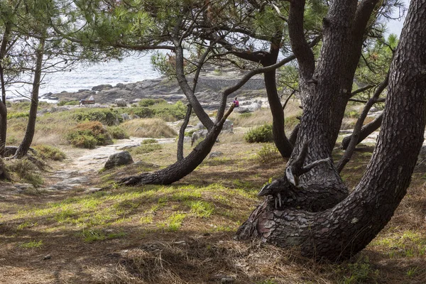 Barona, İspanya, 15 Eylül 2025: Arka planda su kütlesi olan bir orman. Ağaçlar uzun ve çarpık bir görünüşleri var..